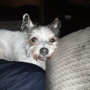 Meet your Posher, Lisa j